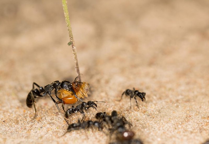 Matabele ants returning from a successful raid. The big ant carries two termite soldiers in its mouth as prey. (Image: Erik Frank)